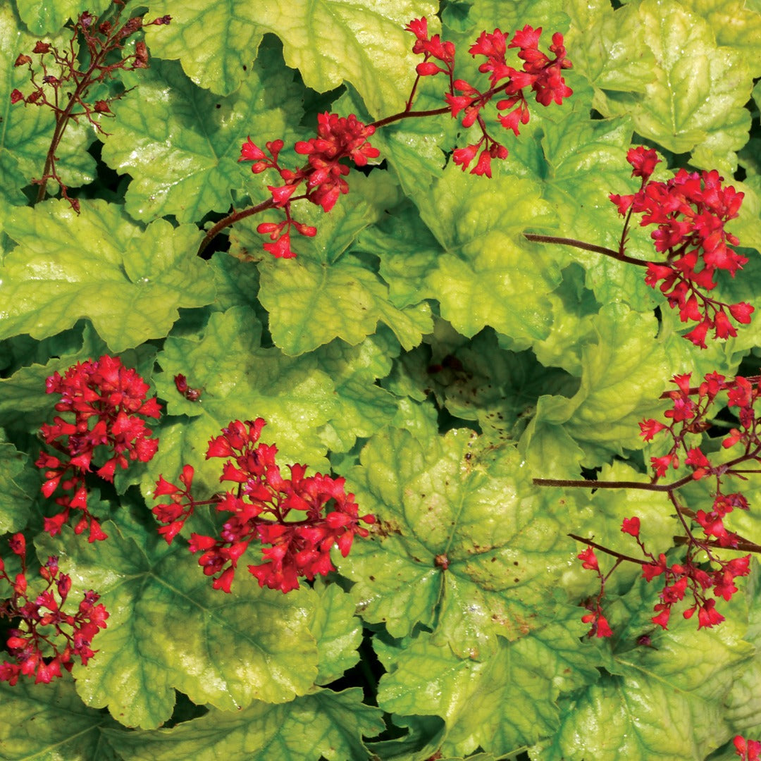 Heuchera CITY™ 'Tokyo' – Coral Bells