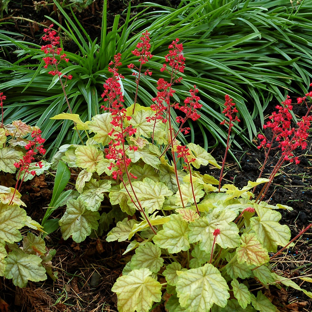 Heuchera CITY™ 'Tokyo' – Coral Bells