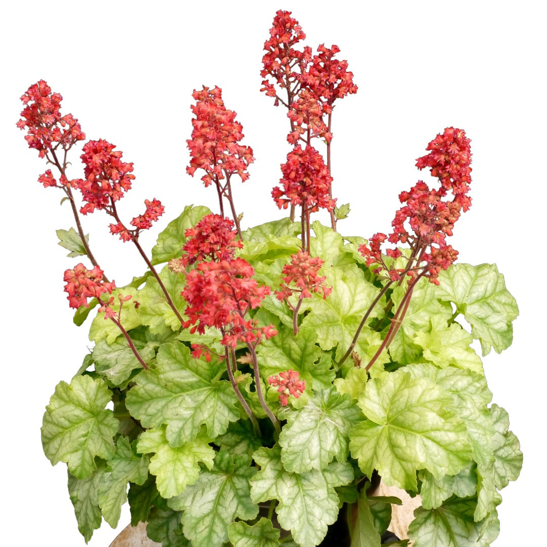 Heuchera CITY™ 'Tokyo' – Coral Bells