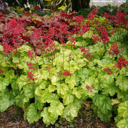 Heuchera CITY™ 'Tokyo' – Coral Bells