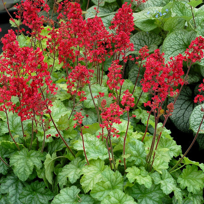 Heuchera CITY™ 'Tokyo' – Coral Bells