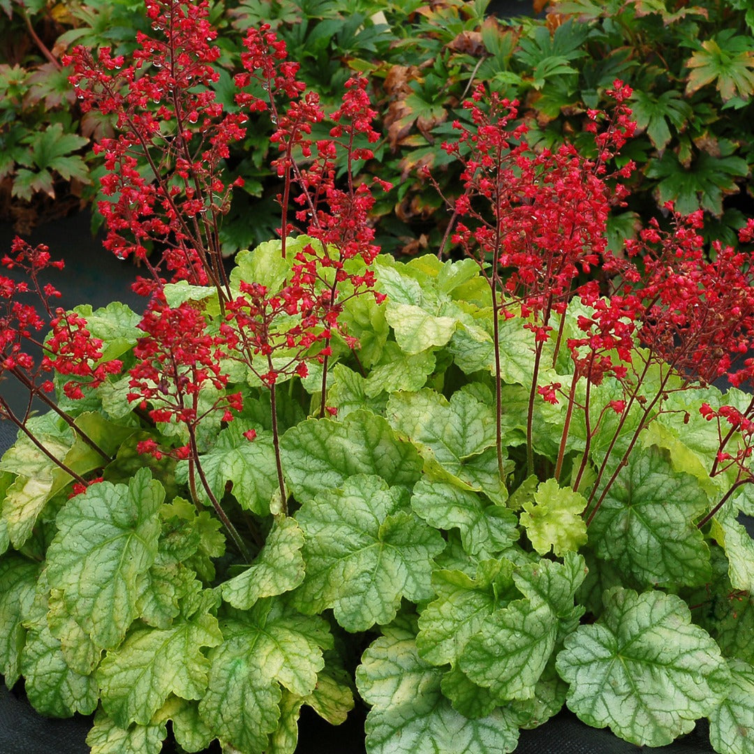 Heuchera CITY™ 'Tokyo' – Coral Bells