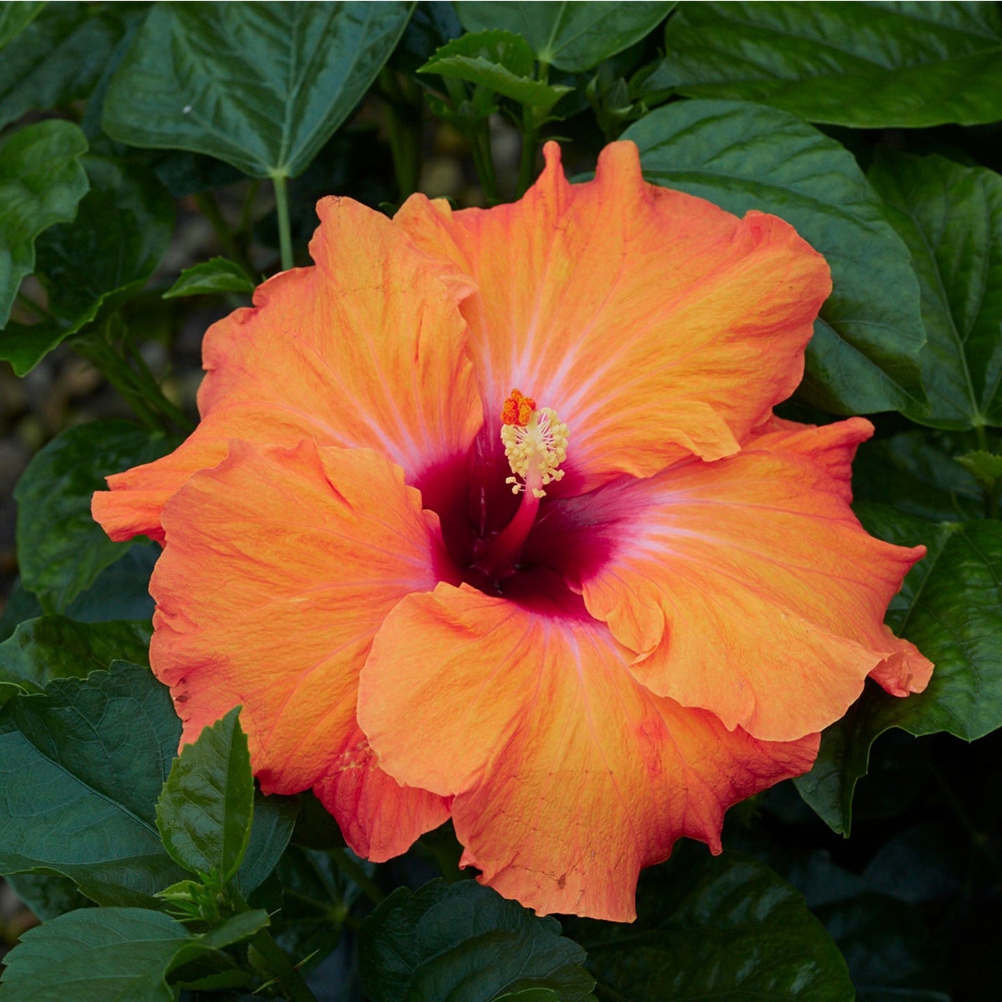 Sélection d'Hibiscus Tropical HOLLYWOOD®