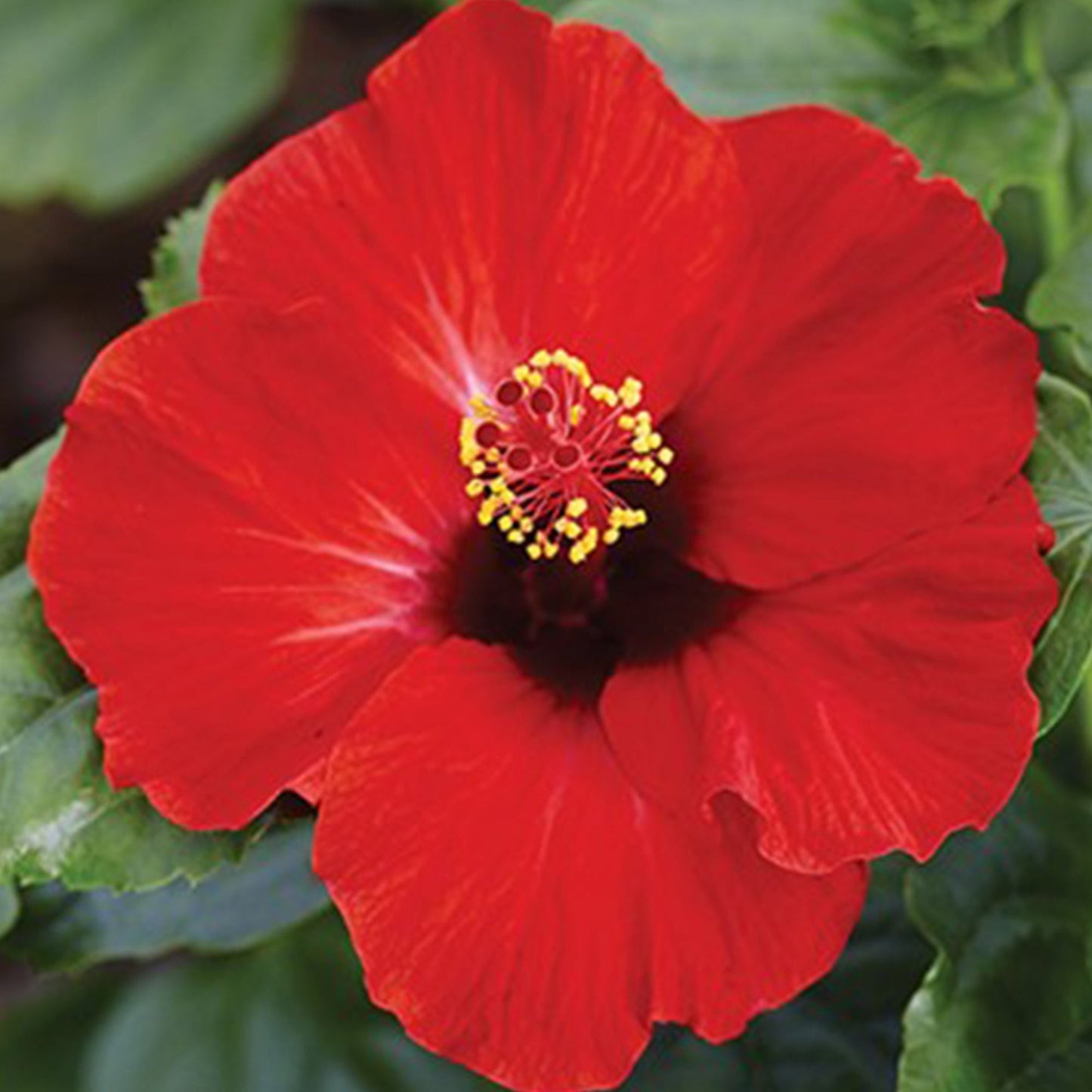 Sélection d'Hibiscus Tropical HOLLYWOOD®