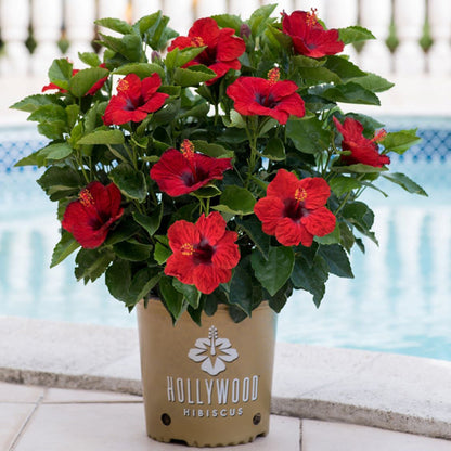 HOLLYWOOD® Tropical Hibiscus