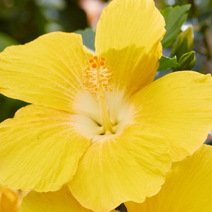 HOLLYWOOD® Tropical Hibiscus