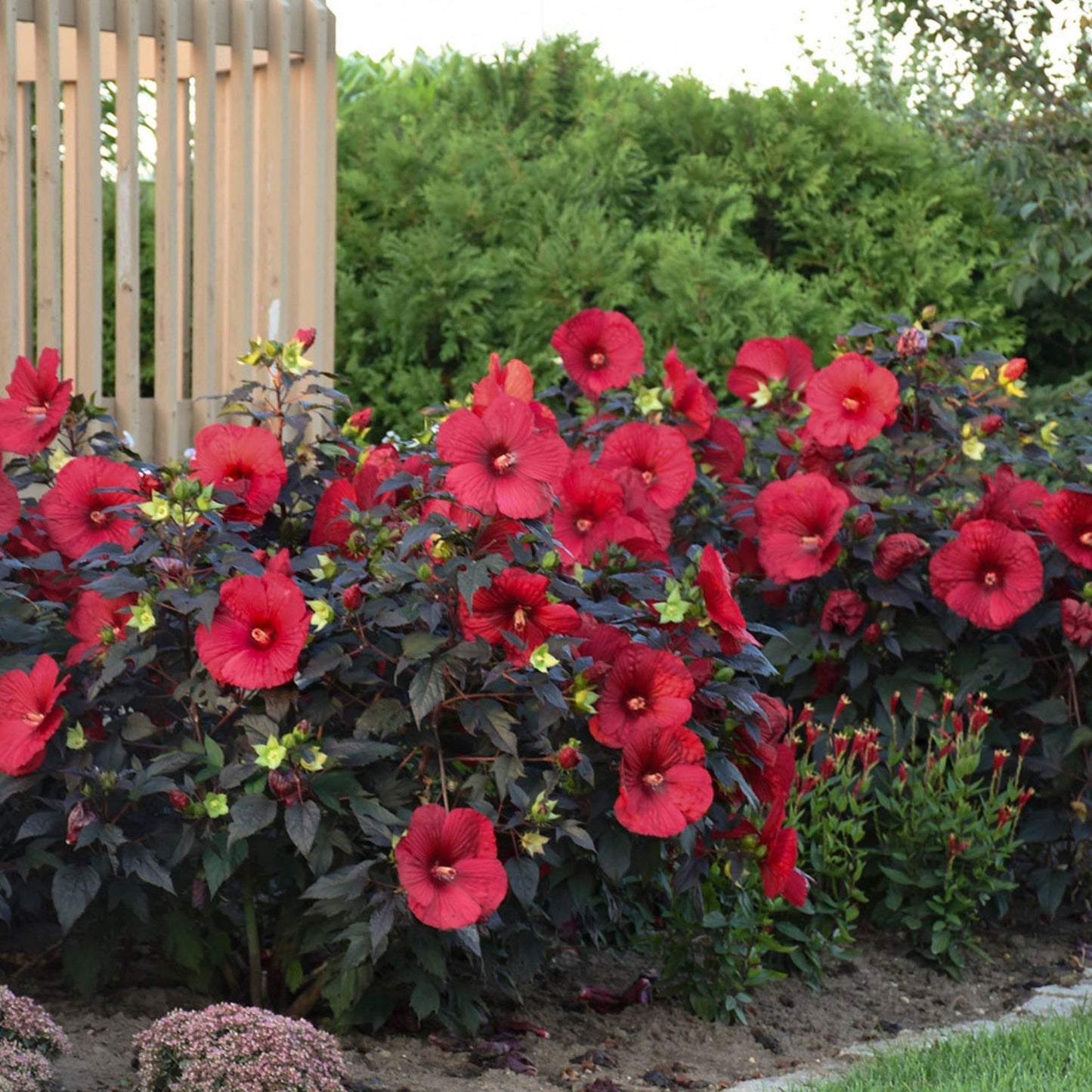 SUMMERIFIC® Holy Grail Rose Mallow