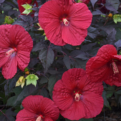 SUMMERIFIC® Holy Grail Rose Mallow