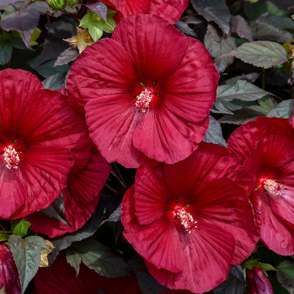 SUMMERIFIC® Holy Grail Rose Mallow