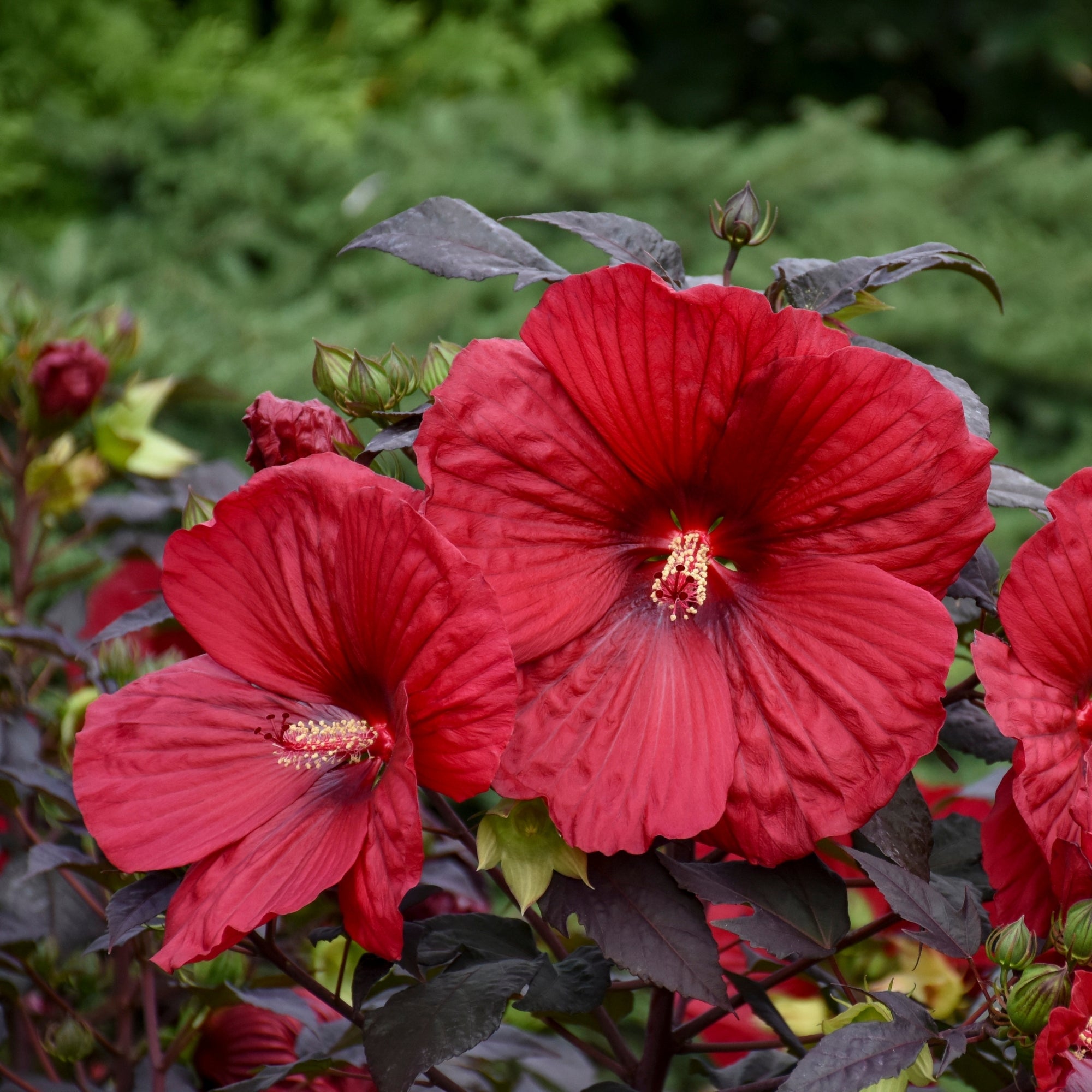 SUMMERIFIC® Holy Grail Rose Mallow – Jardineries Botanix