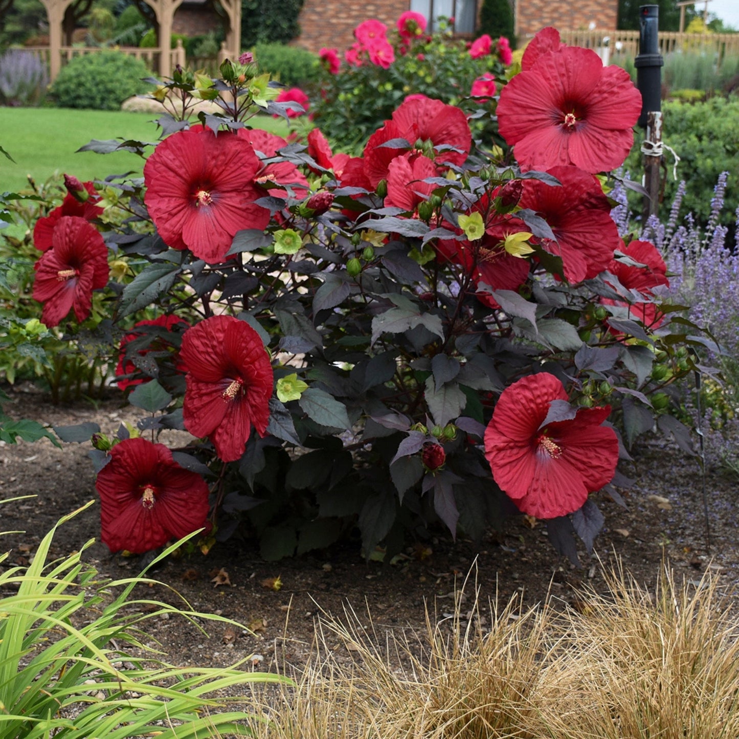 SUMMERIFIC® Holy Grail Rose Mallow