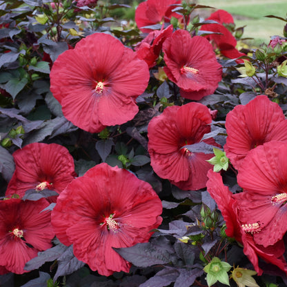 SUMMERIFIC® Holy Grail Rose Mallow