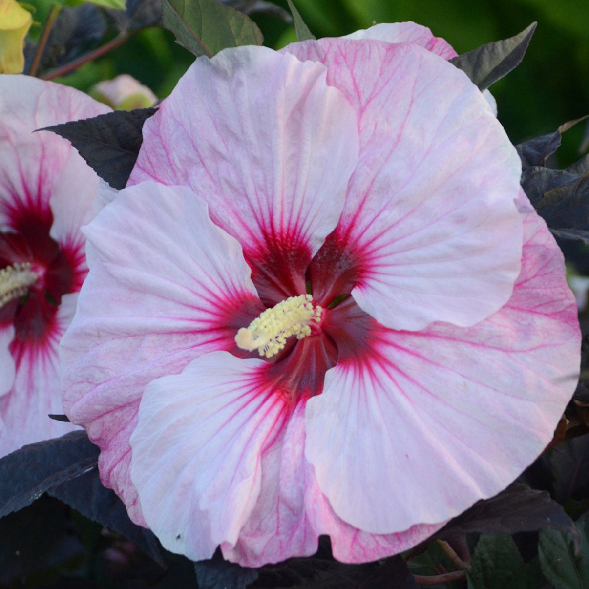 SUMMERIFIC® Perfect Storm Rose Mallow – Jardineries Botanix