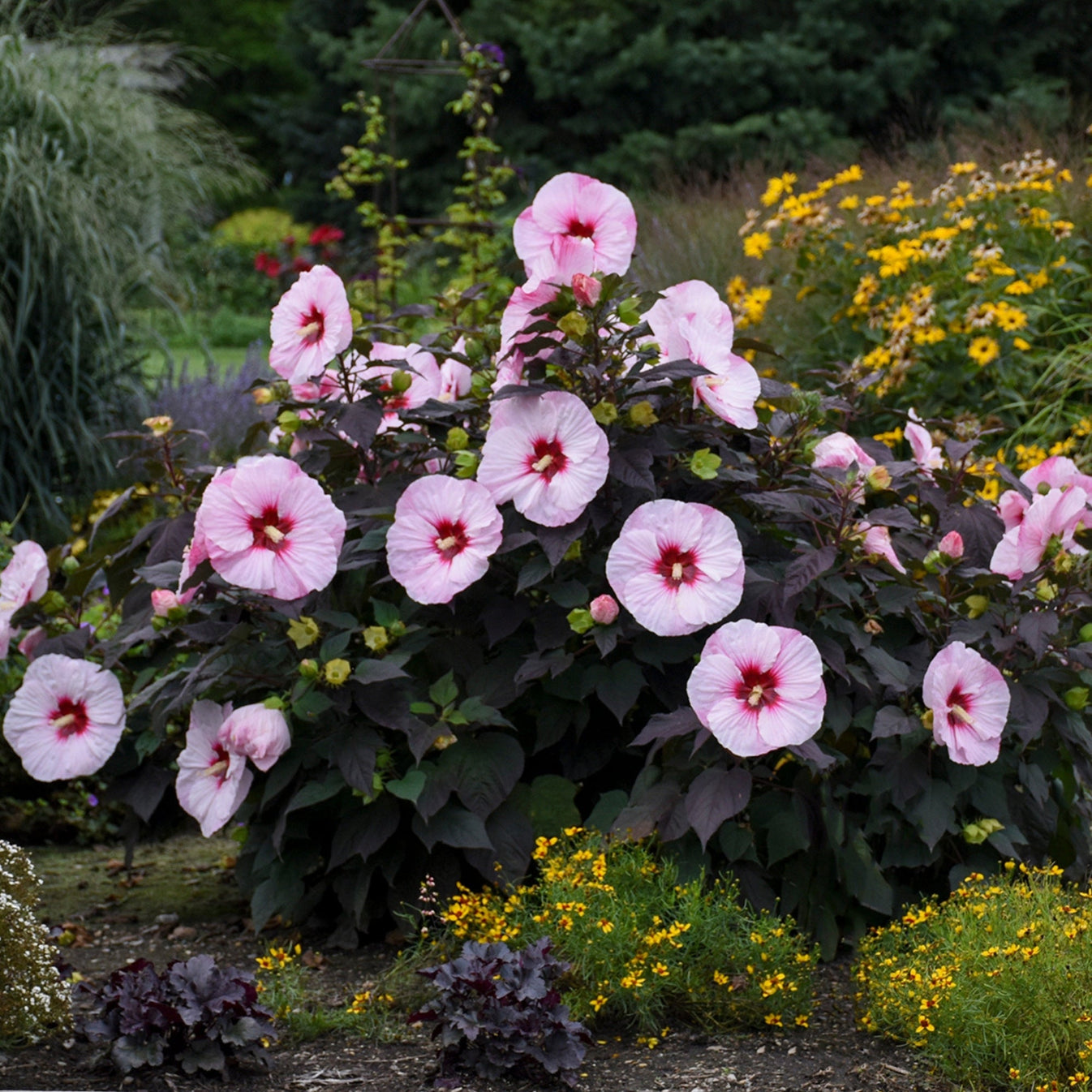 SUMMERIFIC® Perfect Storm Rose Mallow – Jardineries Botanix