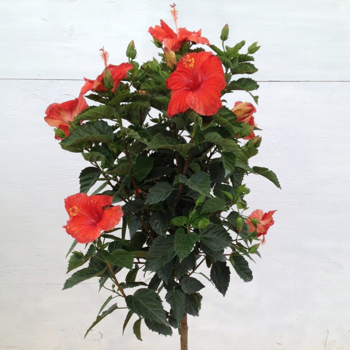 Sélection d'Hibiscus sur tige - Rose de Chine - Une touche tropicale ...