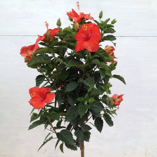 Chinese Hibiscus