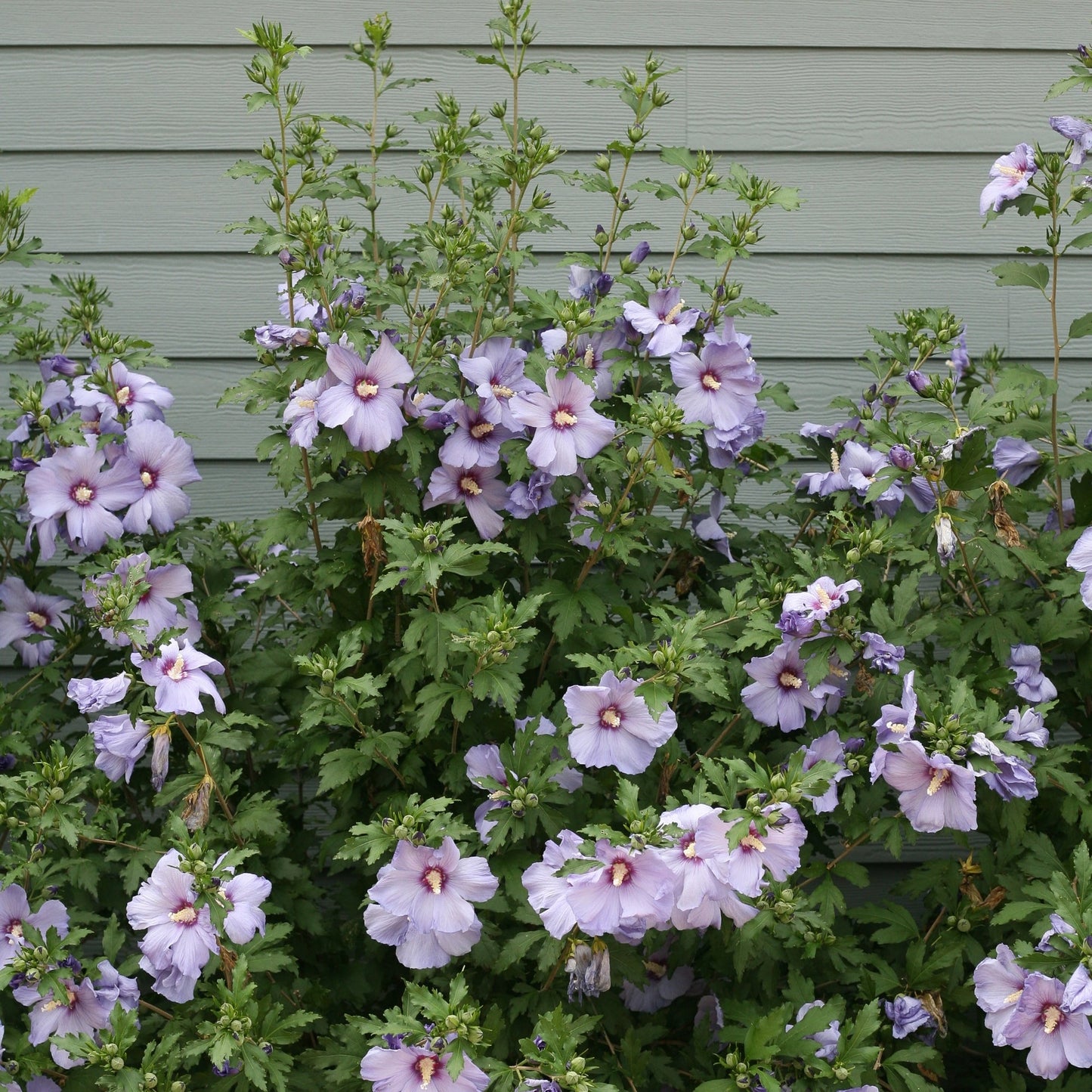 Blue Marlin' Rose of Sharon