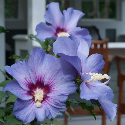 Blue Marlin' Rose of Sharon