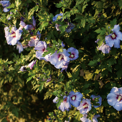 Hibiscus arbustif 'Blue Satin'