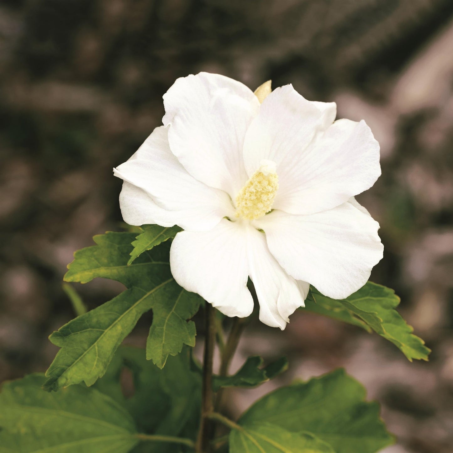 Hibiscus arbustif 'Diana'