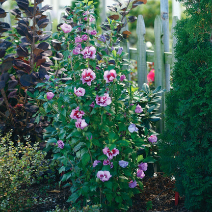 Hibiscus arbustif 'Purple Pillar'