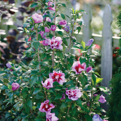 Hibiscus arbustif 'Purple Pillar'