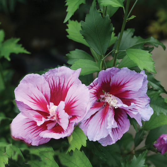 Hibiscus arbustif 'Purple Pillar'