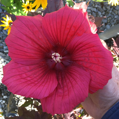 Hibiscus MoonShadow™ 'Morello' – MoonShadow™ 'Morello' Rose Mallow