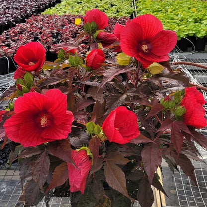 Hibiscus MoonShadow™ 'Morello' – MoonShadow™ 'Morello' Rose Mallow