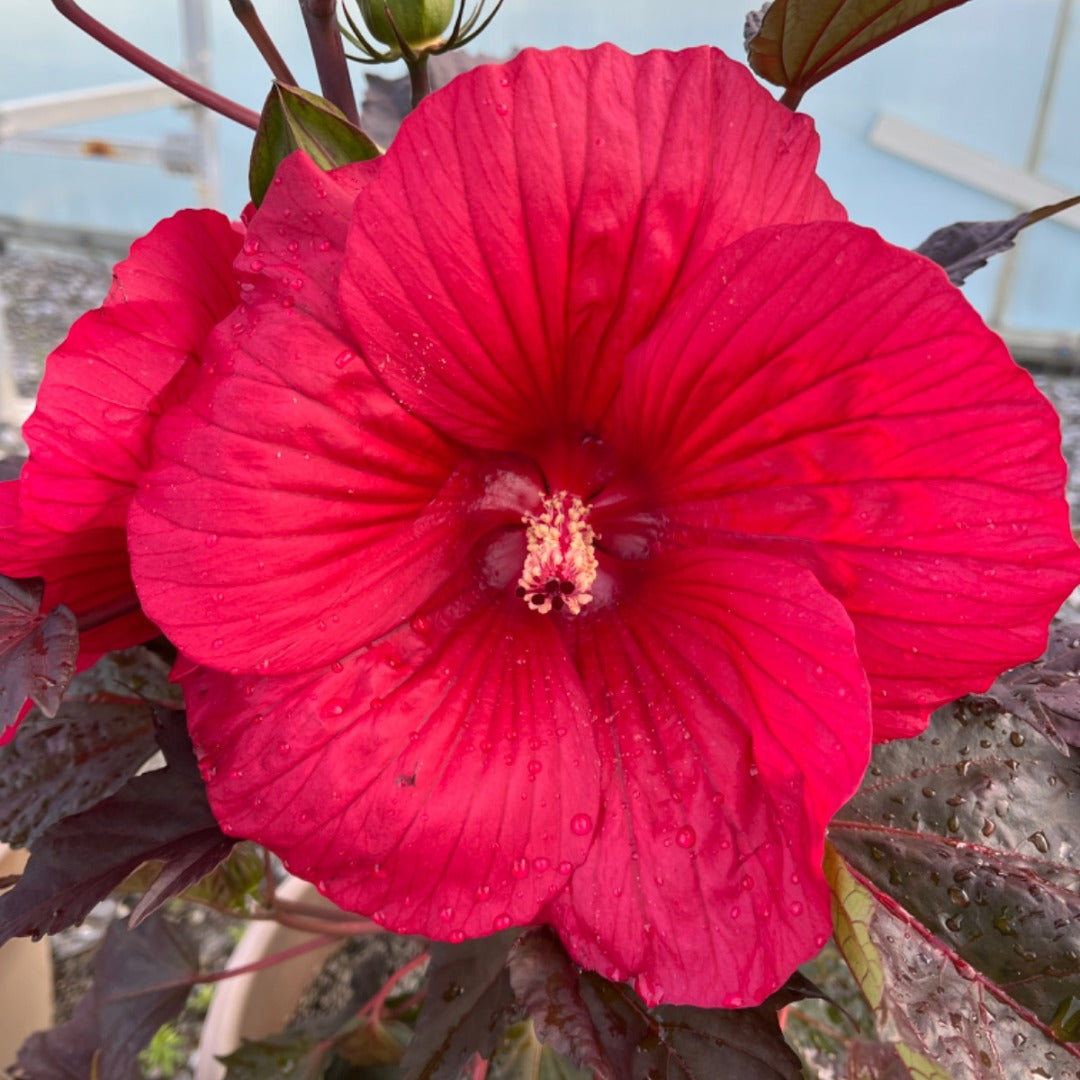 Hibiscus MoonShadow™ 'Morello' – MoonShadow™ 'Morello' Rose Mallow