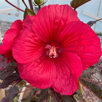 Hibiscus MoonShadow™ 'Morello' – MoonShadow™ 'Morello' Rose Mallow