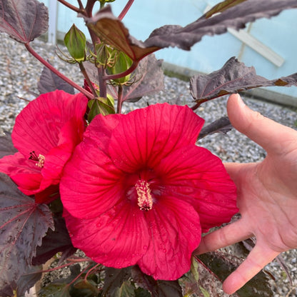 Hibiscus MoonShadow™ 'Morello' – MoonShadow™ 'Morello' Rose Mallow