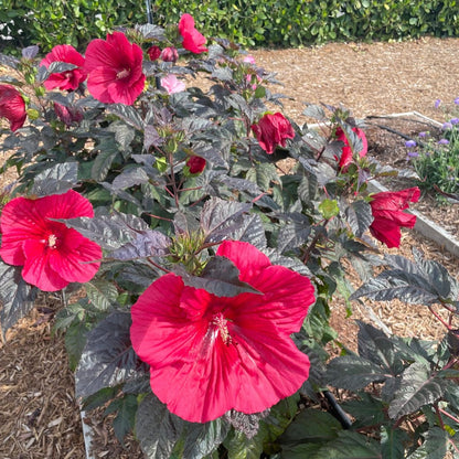 Hibiscus MoonShadow™ 'Morello' – MoonShadow™ 'Morello' Rose Mallow