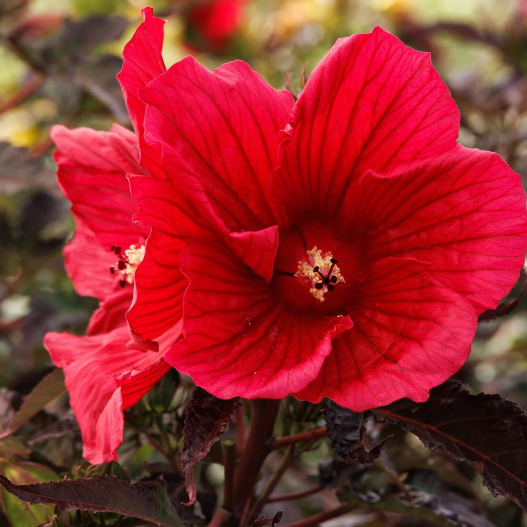 Hibiscus MoonShadow™ 'Morello' – MoonShadow™ 'Morello' Rose Mallow