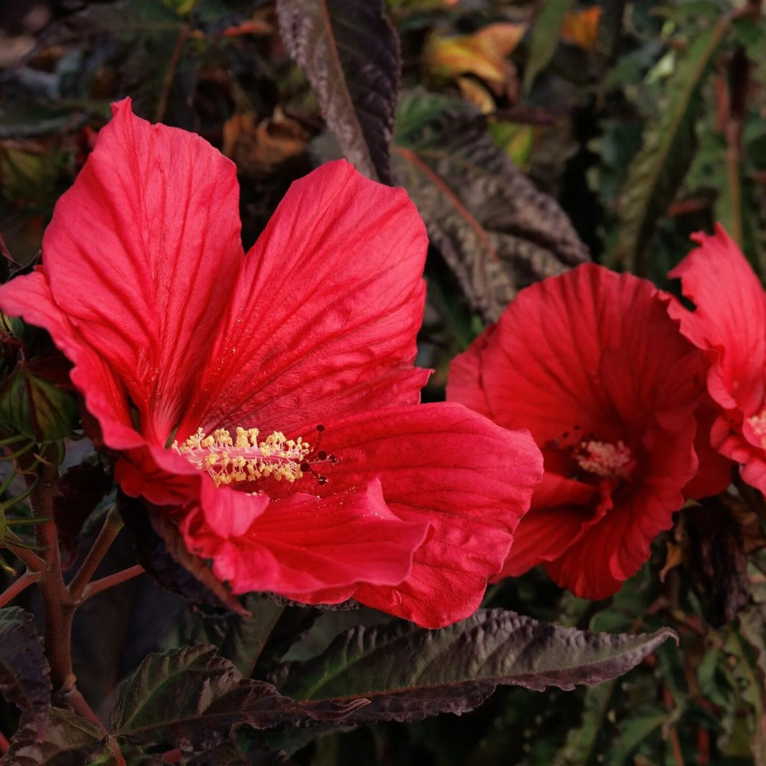 Hibiscus MoonShadow™ 'Morello' – MoonShadow™ 'Morello' Rose Mallow