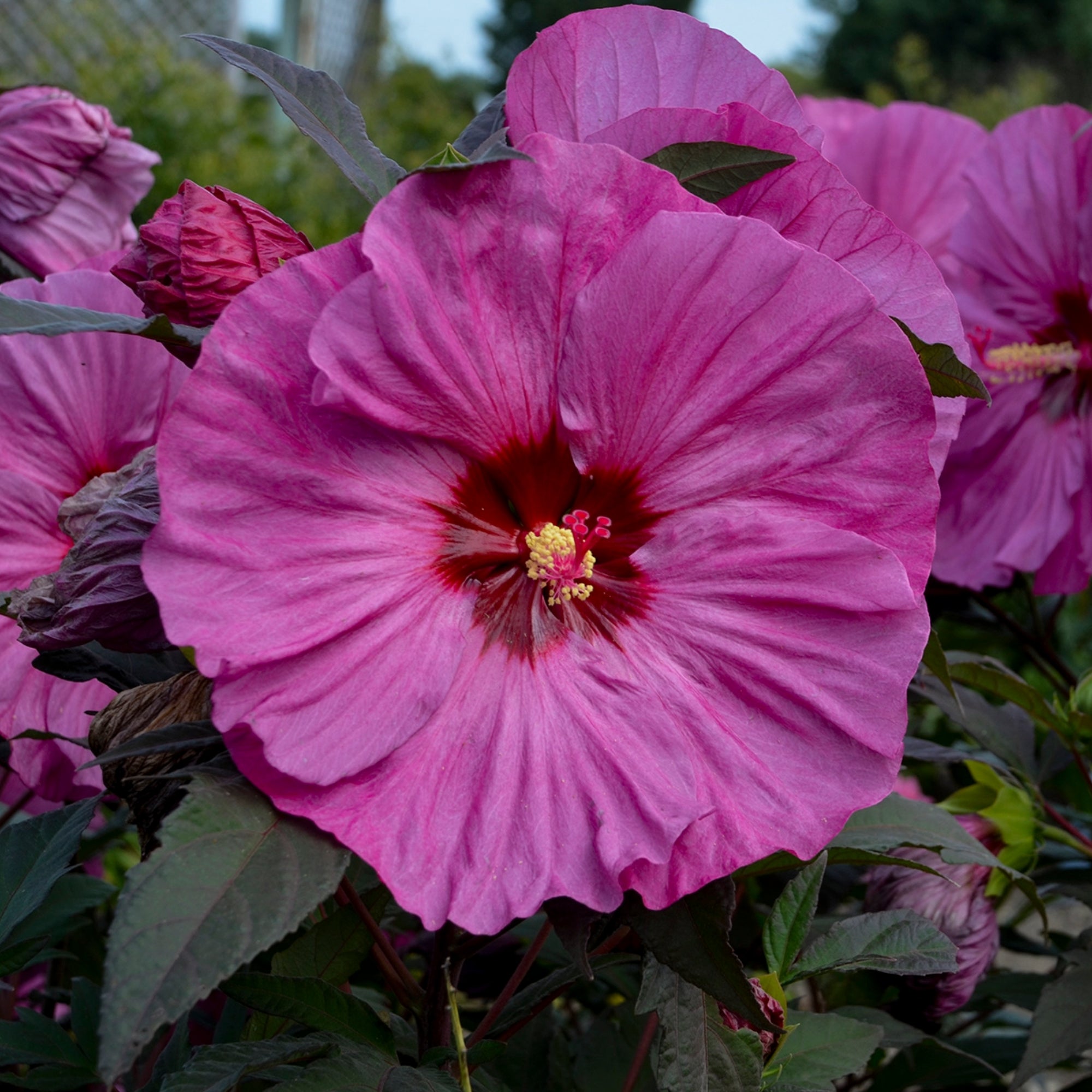 SUMMERIFIC® Berry Awesome Rose Mallow – Jardineries Botanix