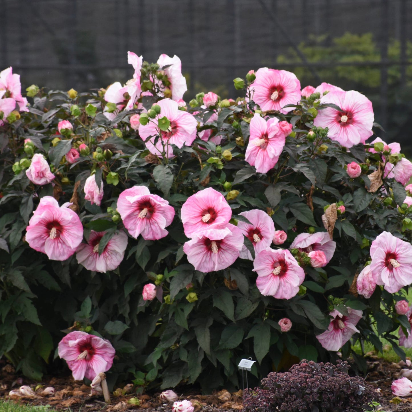 SUMMERIFIC® Cherry Choco Latte Rose Mallow