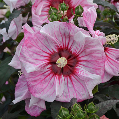 SUMMERIFIC® Cherry Choco Latte Rose Mallow