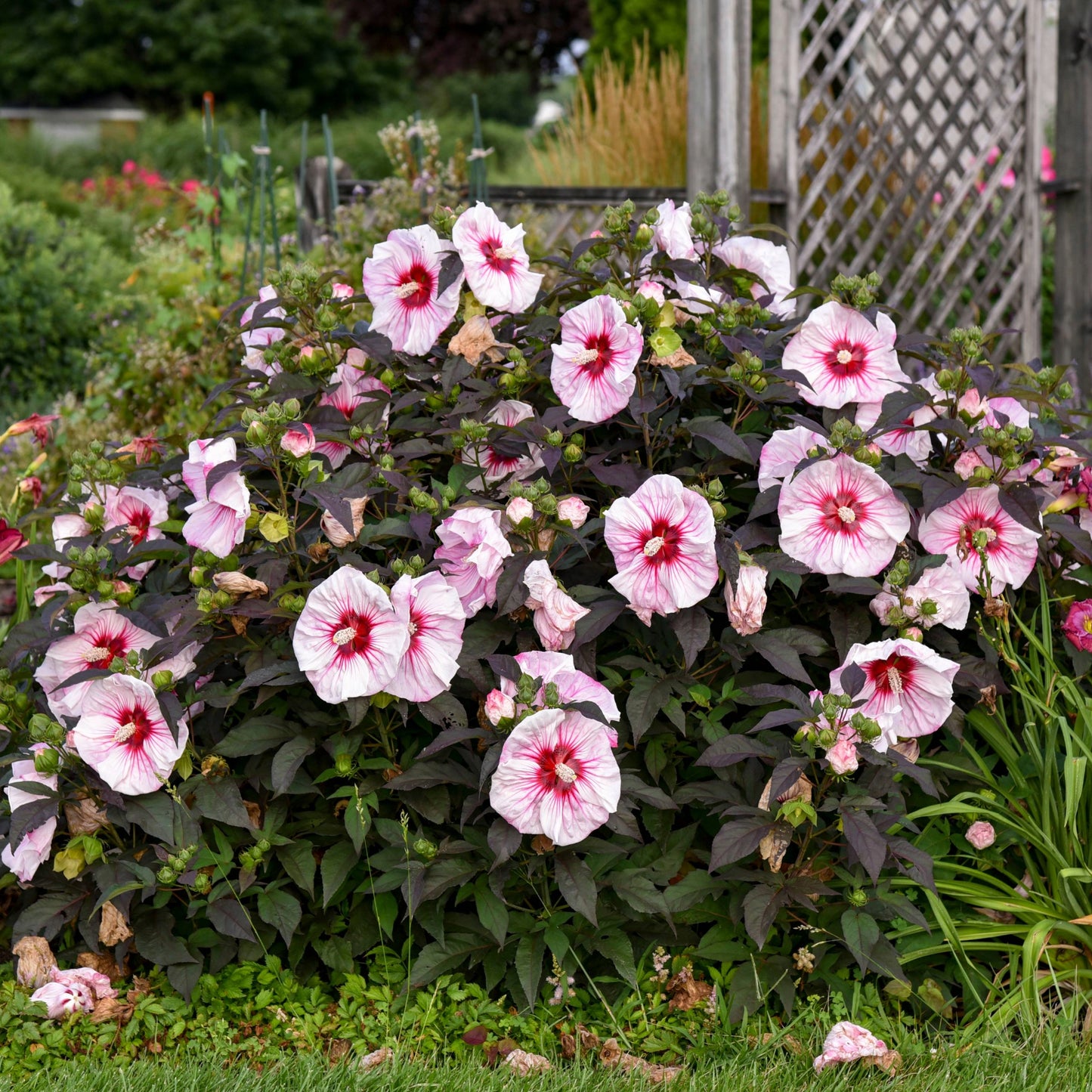 SUMMERIFIC® Cherry Choco Latte Rose Mallow