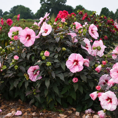 SUMMERIFIC® Cherry Choco Latte Rose Mallow