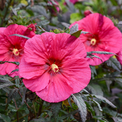 Hibiscus moscheutos Summerific® 'Evening Rose' – Ketmie des marais 'Evening Rose'