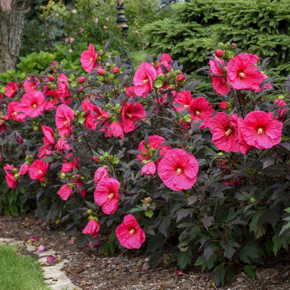 Hibiscus moscheutos Summerific® 'Evening Rose' – Ketmie des marais 'Evening Rose'