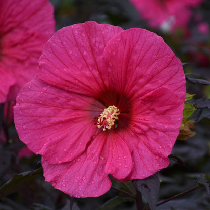 Hibiscus moscheutos Summerific® 'Evening Rose' – Ketmie des marais 'Evening Rose'