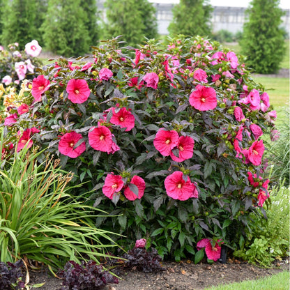 Hibiscus moscheutos Summerific® 'Evening Rose' – Ketmie des marais 'Evening Rose'