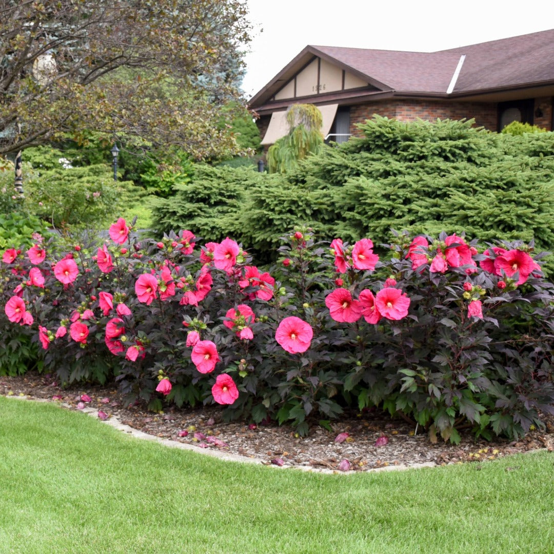Hibiscus moscheutos Summerific® 'Evening Rose' – Ketmie des marais 'Evening Rose'
