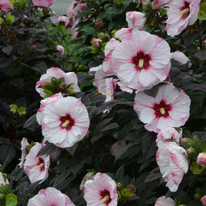 Hibiscus moscheutos Summerific® Perfect Storm - 'Ketmie des Marais Summerific® Perfect Storm