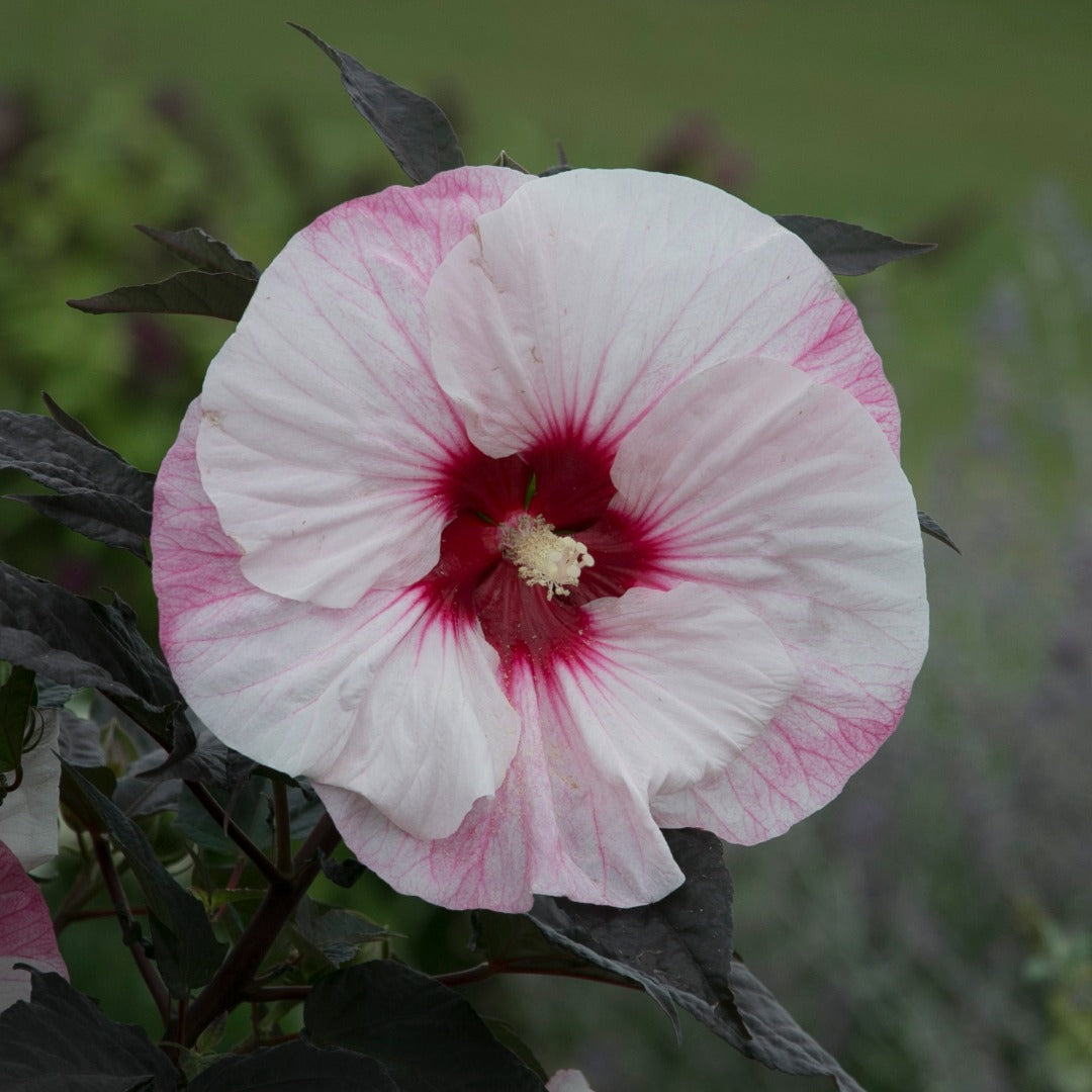 Hibiscus moscheutos Summerific® Perfect Storm - 'Ketmie des Marais Summerific® Perfect Storm