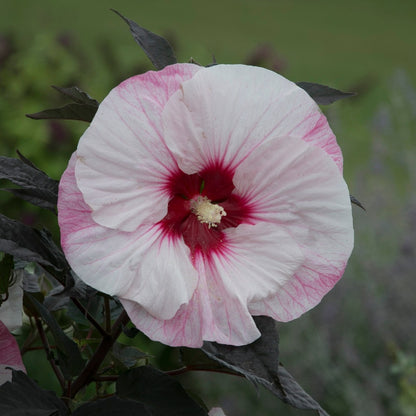 Hibiscus moscheutos Summerific® Perfect Storm - 'Ketmie des Marais Summerific® Perfect Storm