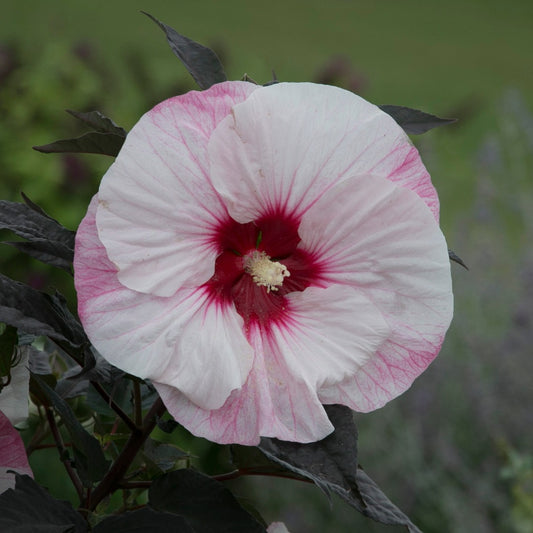 Hibiscus moscheutos Summerific® Perfect Storm - 'Ketmie des Marais Summerific® Perfect Storm