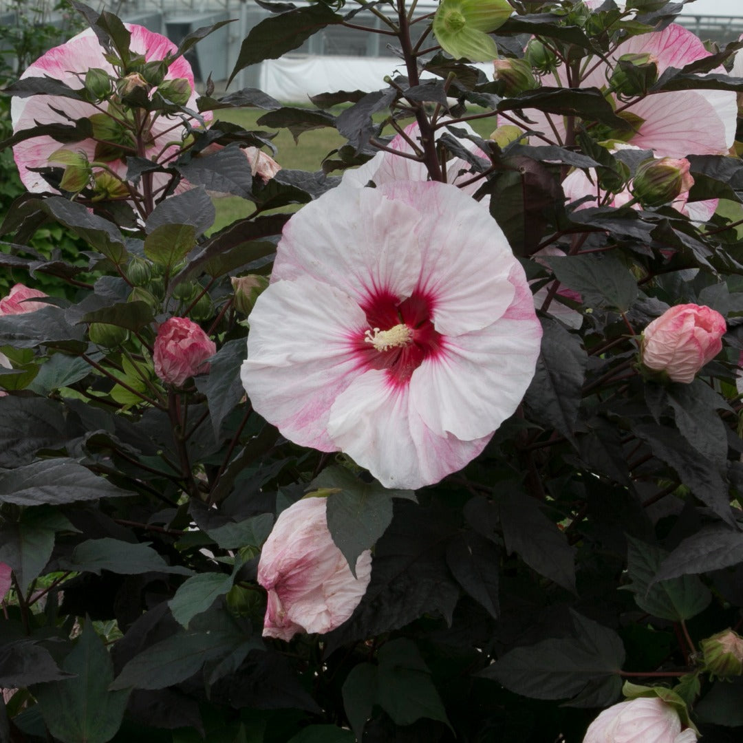 Hibiscus moscheutos Summerific® Perfect Storm - 'Ketmie des Marais Summerific® Perfect Storm